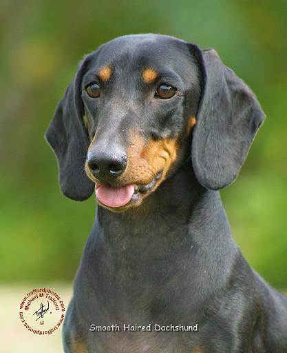 Dachshund 9L27D-19.JPG